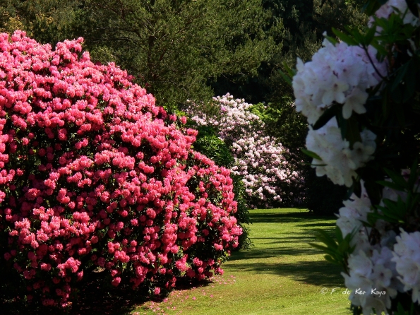 Bois des Moutiers (241) Mai 2012
